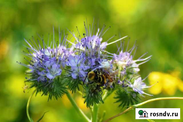 Дом 180 м² на участке 10 сот. на продажу в Бору Бор - изображение 1