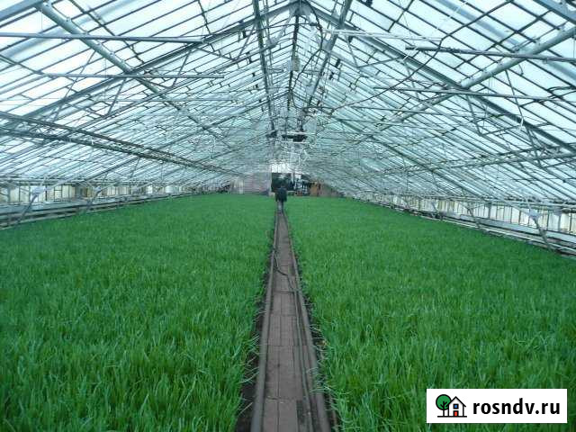 Производственное помещение(теплица) 1000 кв.м. Котельники - изображение 1