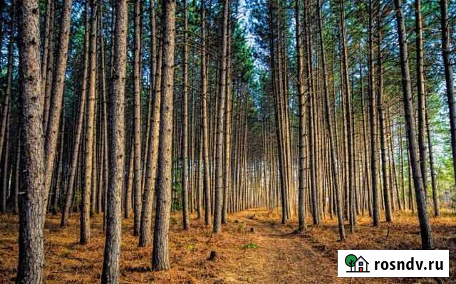 Участок ИЖС 50 сот. на продажу в Лесном Рязанской области Лесной - изображение 1