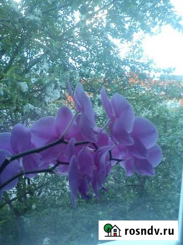 Комната 25 м² в 2-ком. кв., 2/5 эт. на продажу в Кузнецке Кузнецк - изображение 1