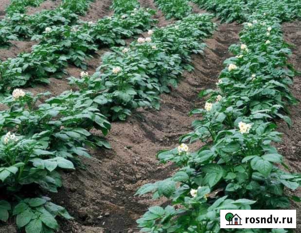 Участок СНТ, ДНП 6 сот. на продажу в Абакане Абакан - изображение 1