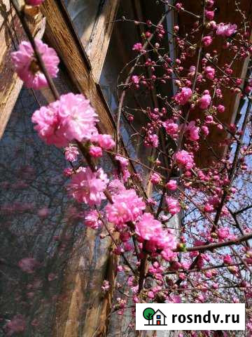 Дача 40 м² на участке 8 сот. на продажу в Краснокаменске Забайкальского края Краснокаменск - изображение 1