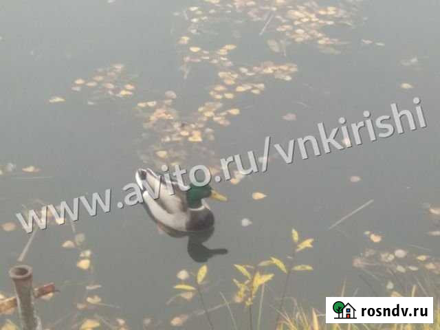 Участок СНТ, ДНП 14 сот. на продажу в Будогощи Будогощь - изображение 1