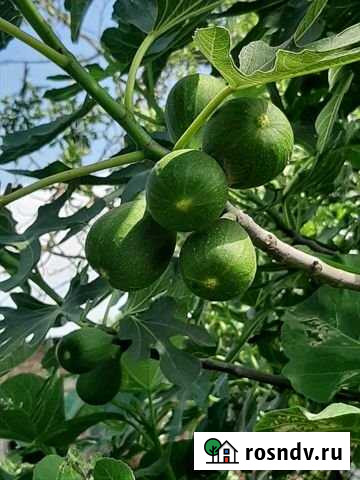 Участок ИЖС 32 сот. на продажу в Ахтанизовской Ахтанизовская - изображение 1