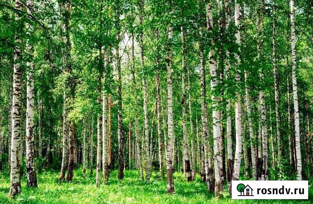 Участок СНТ, ДНП 13 сот. на продажу в Криводановке Криводановка - изображение 1