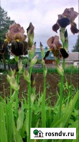 Участок ИЖС 23 сот. на продажу в Ферзиково Ферзиково - изображение 1