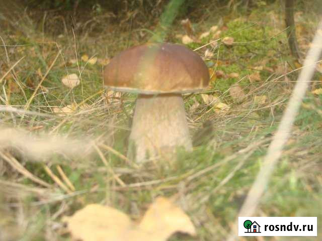 Участок ИЖС 20 сот. на продажу в Вольгинском Вольгинский - изображение 1