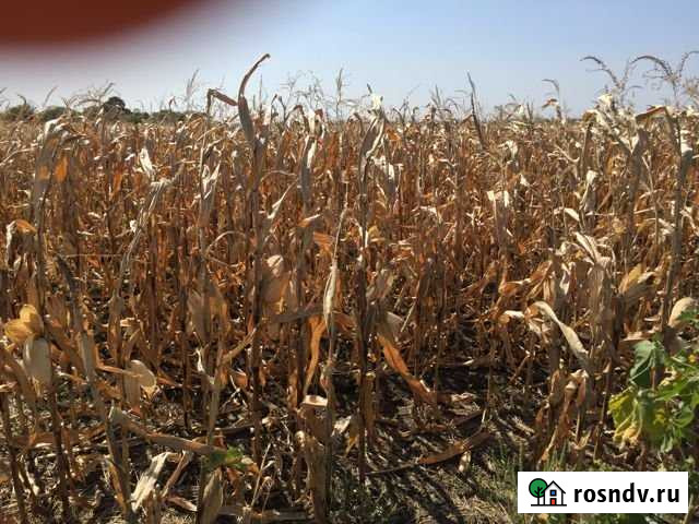 Участок СНТ, ДНП 1200 сот. на продажу в Курганинске Курганинск - изображение 1