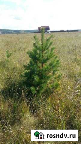 Участок ИЖС 15 сот. на продажу в Емельяново Емельяново - изображение 1