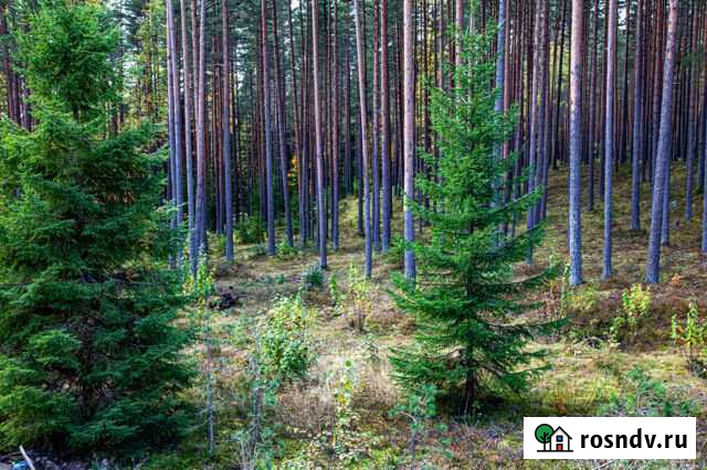 Участок ИЖС 10 сот. на продажу в Песочном Песочное - изображение 1