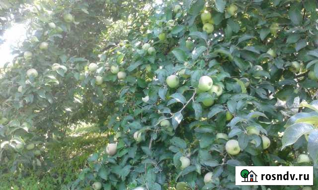 Участок СНТ, ДНП 13 сот. на продажу в Тамбове Тамбов - изображение 1