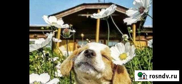 Дача 50 м² на участке 7 сот. на продажу в Хабаровске Хабаровск - изображение 1