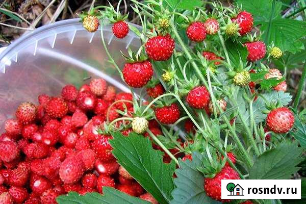 Дача 54 м² на участке 6 сот. на продажу в Станционно-Ояшинском Станционно-Ояшинский - изображение 1