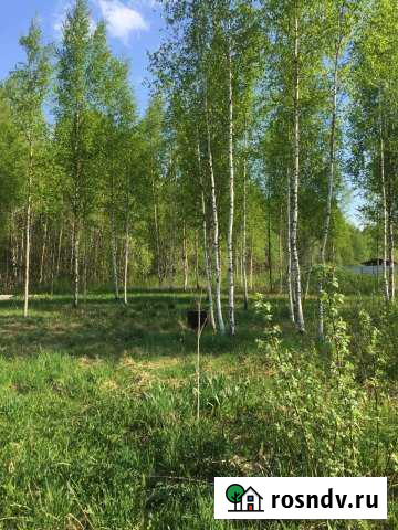 Участок СНТ, ДНП 14 сот. на продажу в Сосновом Бору Сосновый Бор - изображение 1