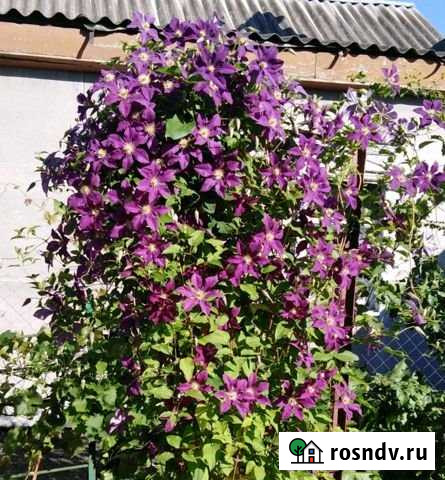 Дом 40 м² на участке 10 сот. на продажу в Таловой Таловая - изображение 1