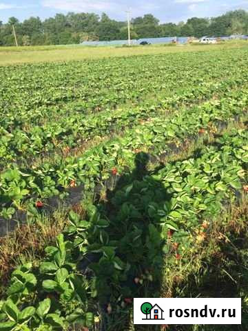 Участок СНТ, ДНП 200 сот. на продажу в Пшехской Пшехская - изображение 1