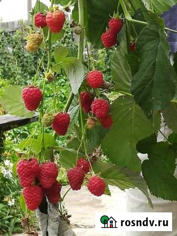 Дача 35 м² на участке 6 сот. на продажу в Бийске Бийск - изображение 1