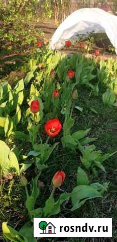 Дача 30 м² на участке 6 сот. на продажу в Барнауле Барнаул - изображение 1