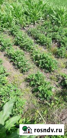 Дача 20 м² на участке 10 сот. на продажу в Бийске Бийск - изображение 1