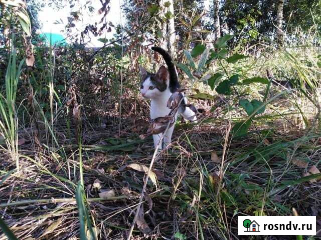 Участок ИЖС 29 сот. на продажу в Кашире Кашира - изображение 1