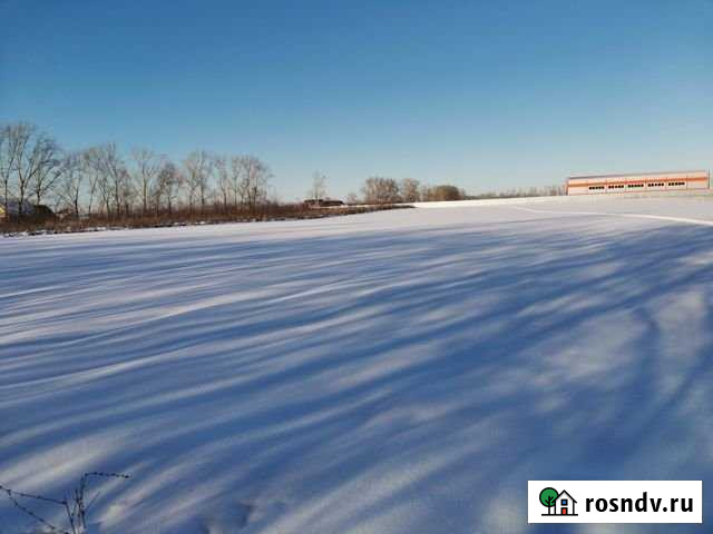 Участок СНТ, ДНП 100 сот. на продажу в Берёзовке Алтайского края Берёзовка - изображение 1