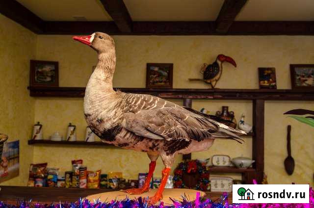 Дом 350 м² на участке 6 сот. в аренду посуточно в Кисловодске Кисловодск - изображение 1