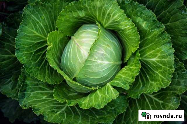 Участок СНТ, ДНП 7 сот. на продажу в Чистогорском Чистогорский - изображение 1