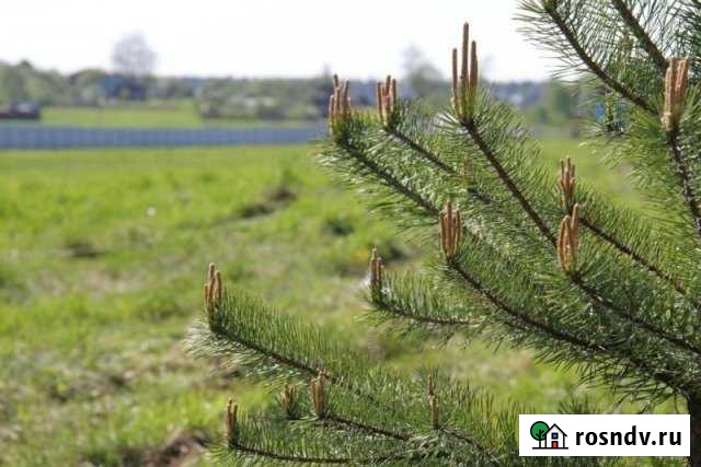 Участок ИЖС 15 сот. на продажу в Рогачево Рогачево - изображение 1