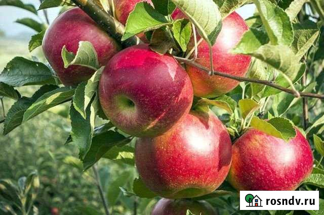 Дача 50 м² на участке 12 сот. на продажу в Курске Курск - изображение 1