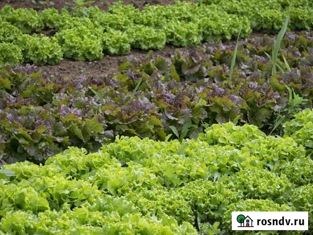 Участок СНТ, ДНП 6 сот. на продажу в Кашире Кашира - изображение 1