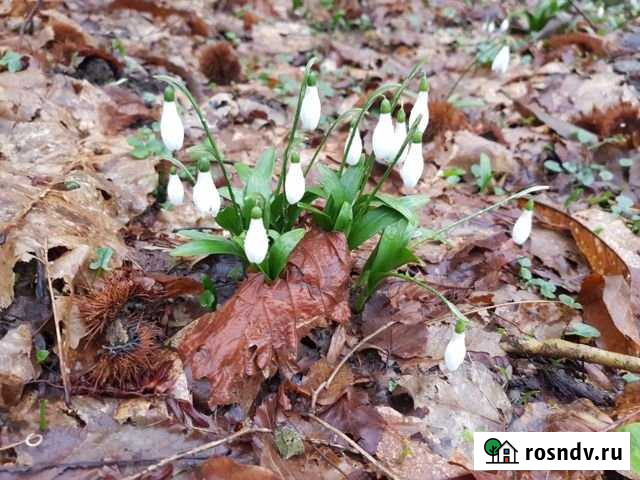 Участок ИЖС 50 сот. на продажу в Калужской Калужская - изображение 1