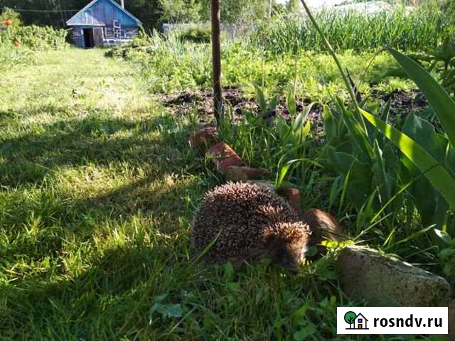 Дом 80 м² на участке 12 сот. на продажу в Ильиногорске Ильиногорск - изображение 1