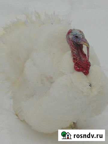 Дом 117 м² на участке 200 сот. на продажу в Гавриловом-Яме Гаврилов-Ям - изображение 1