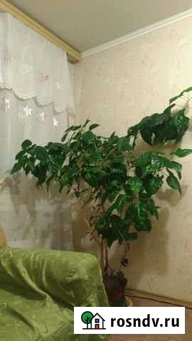 3-комнатная квартира, 66 м², 7/9 эт. на продажу в Тольятти Тольятти - изображение 1