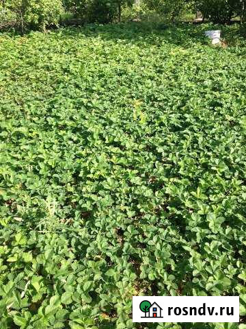 Участок СНТ, ДНП 6 сот. на продажу в Тольятти Тольятти - изображение 1