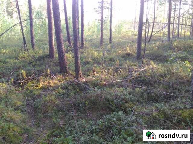 Участок СНТ, ДНП 9 сот. на продажу в Толмачево Ленинградской области Толмачево - изображение 1