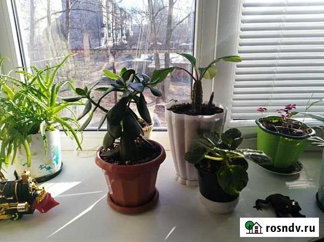 1-комнатная квартира, 18 м², 2/5 эт. на продажу в Каменке Пензенской области Каменка - изображение 1