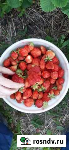 Дом 38 м² на участке 16 сот. на продажу в Каргаполье Каргаполье - изображение 1