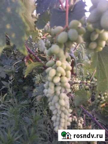 Участок ИЖС 25 сот. на продажу в Вольном Вольное - изображение 1