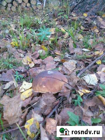 Участок ИЖС 41 сот. на продажу в Богородске Богородск - изображение 1