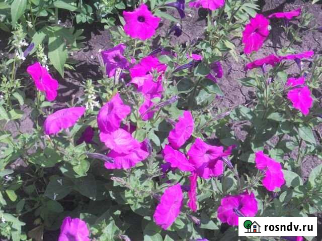 Дача 25 м² на участке 5 сот. на продажу в Липецке Липецк - изображение 1