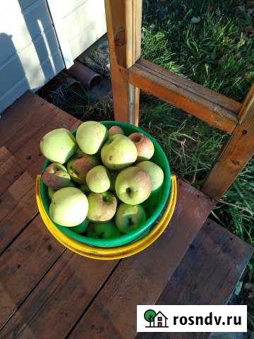 Участок СНТ, ДНП 6 сот. на продажу в Мошково Мошково - изображение 1