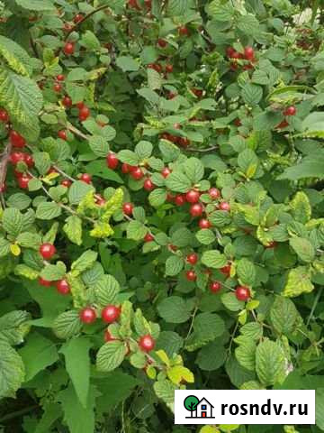 Участок СНТ, ДНП 8 сот. на продажу в Николаевске-на-Амуре Николаевск-на-Амуре - изображение 1