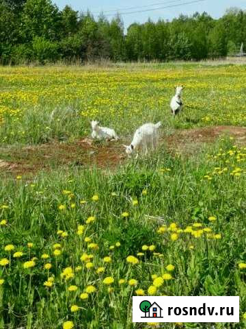 Участок ИЖС 42 сот. на продажу в Гдове Гдов - изображение 1