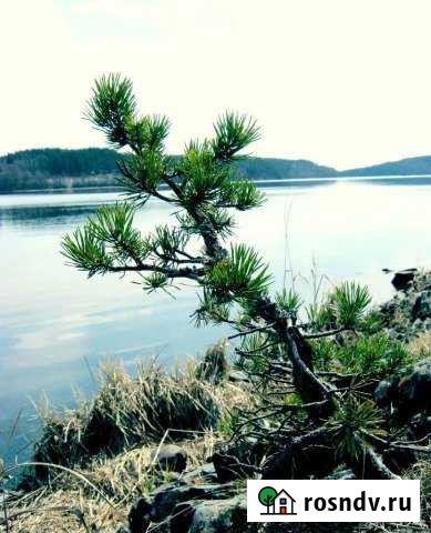 Участок СНТ, ДНП 90 сот. на продажу в Питкяранте Питкяранта - изображение 1