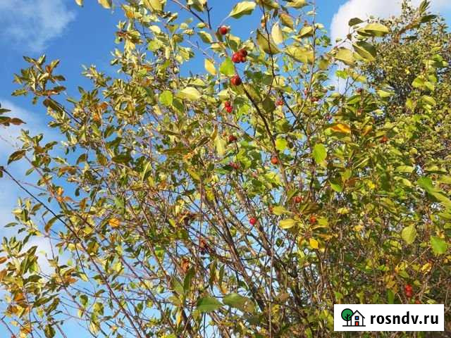 Участок СНТ, ДНП 11 сот. на продажу в Копейске Копейск - изображение 1