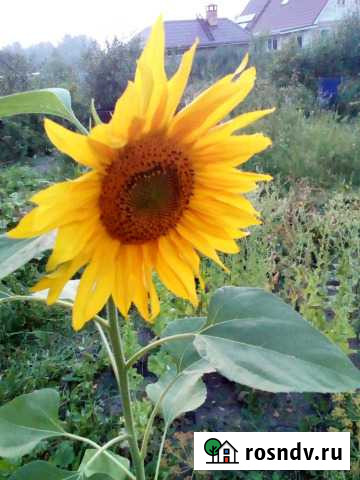 Участок СНТ, ДНП 6 сот. на продажу в Полетаево Полетаево - изображение 1