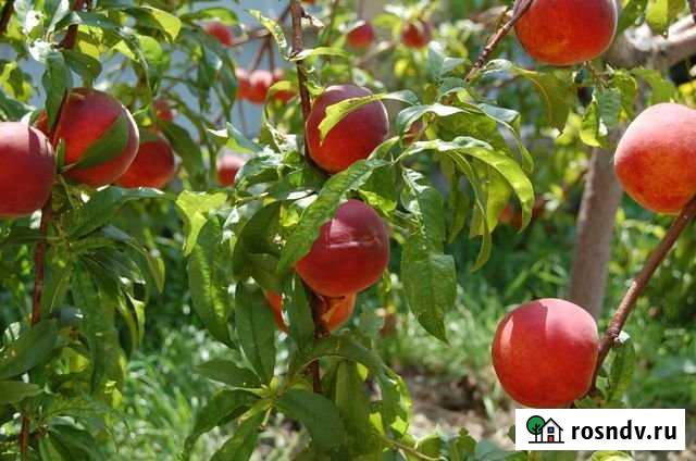 Участок ИЖС 8 сот. на продажу в Анапе Анапа - изображение 1