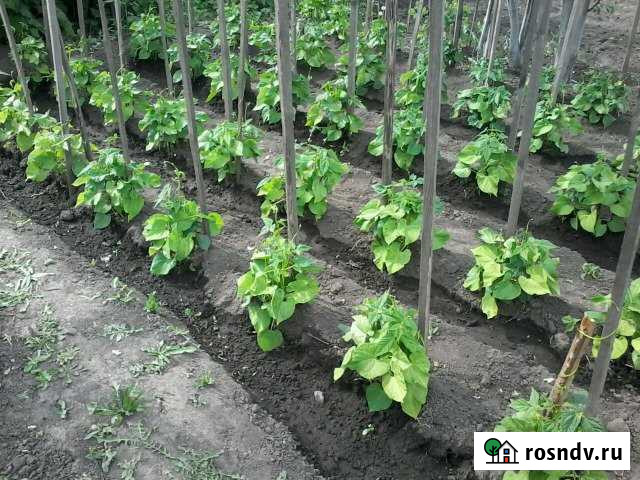 Участок ИЖС 39 сот. на продажу в Скопине Скопин - изображение 1