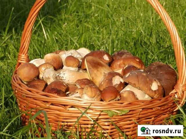 Участок СНТ, ДНП 12 сот. на продажу в Столбовой Столбовая - изображение 1